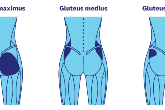 Illustration av gluteus maximus, medius och minimus muskler. Träna för en fastare rumpa på 3 veckor med rätt övningar.